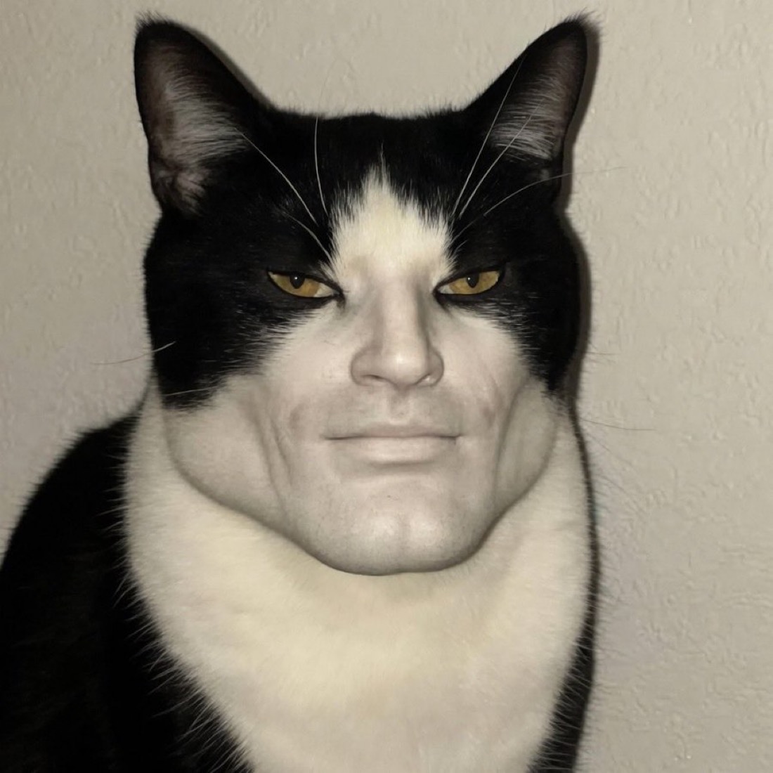 Gigachad cat - a Gigachad meme on farm.meme